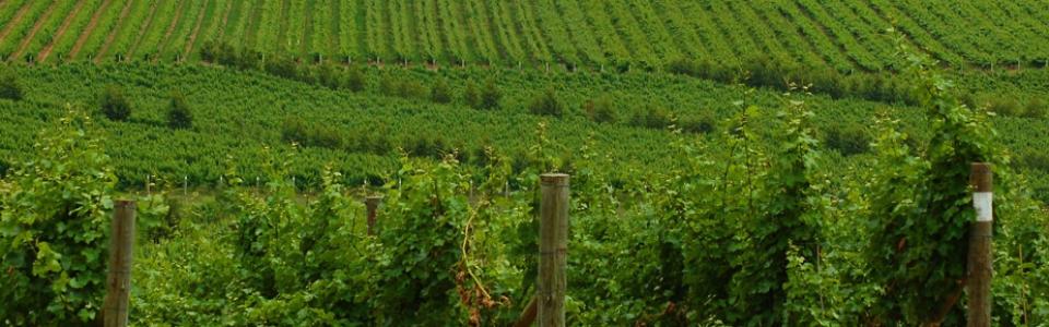 Tamar Valley and Vineyards